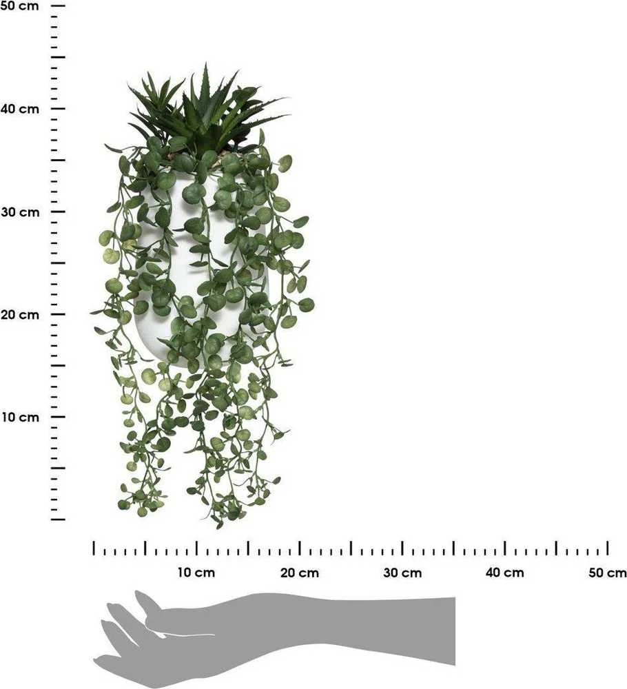 Peperomia dirbtinis augalas su matavimo skale