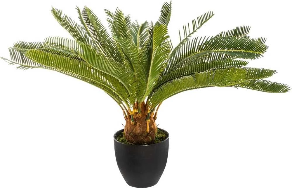 Atmosphera Dirbtinis augalas vazone PALMA CYKAS, stulpas, 72 cm
