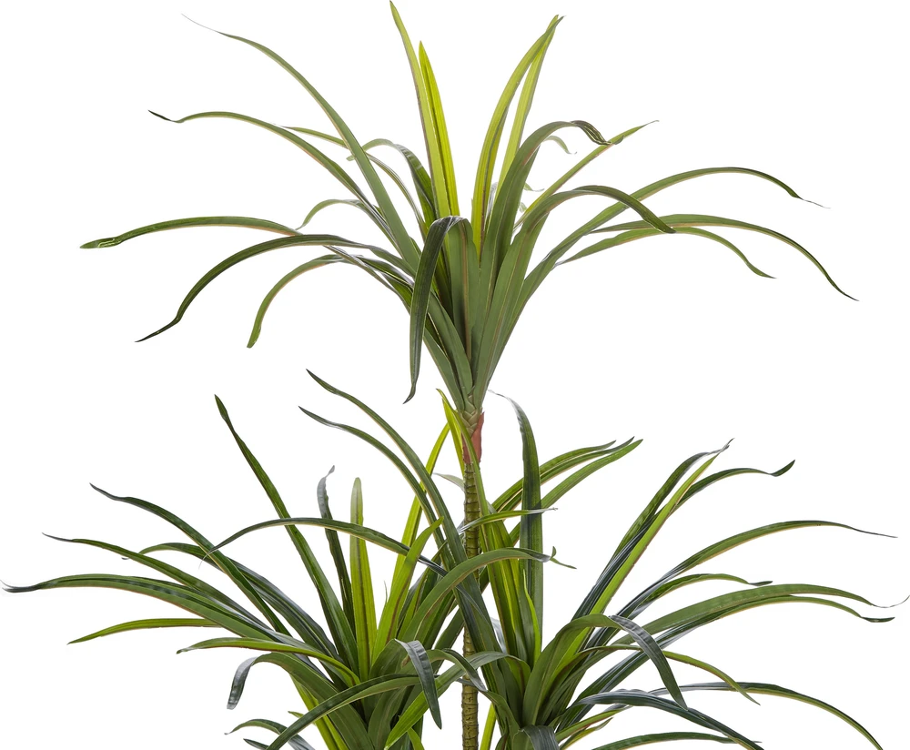 Beliani Dirbtinis augalas DRACAENA ANITA 147 cm žalias