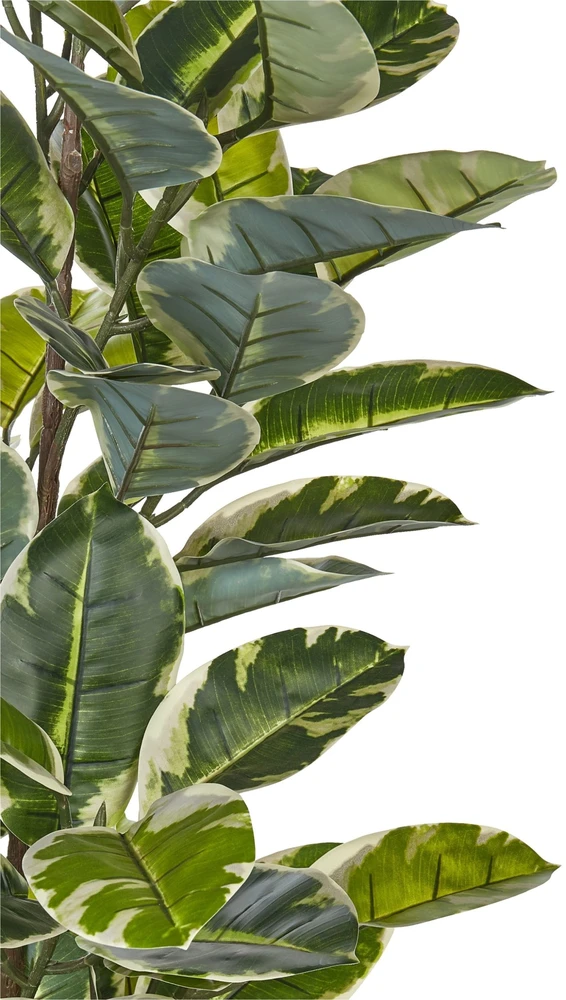 Beliani Dirbtinis augalas FICUS ELASTICA 160 cm žalias
