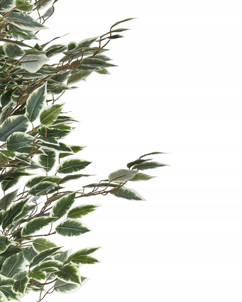 Beliani Dirbtinis augalas FICUS 167 cm žalias