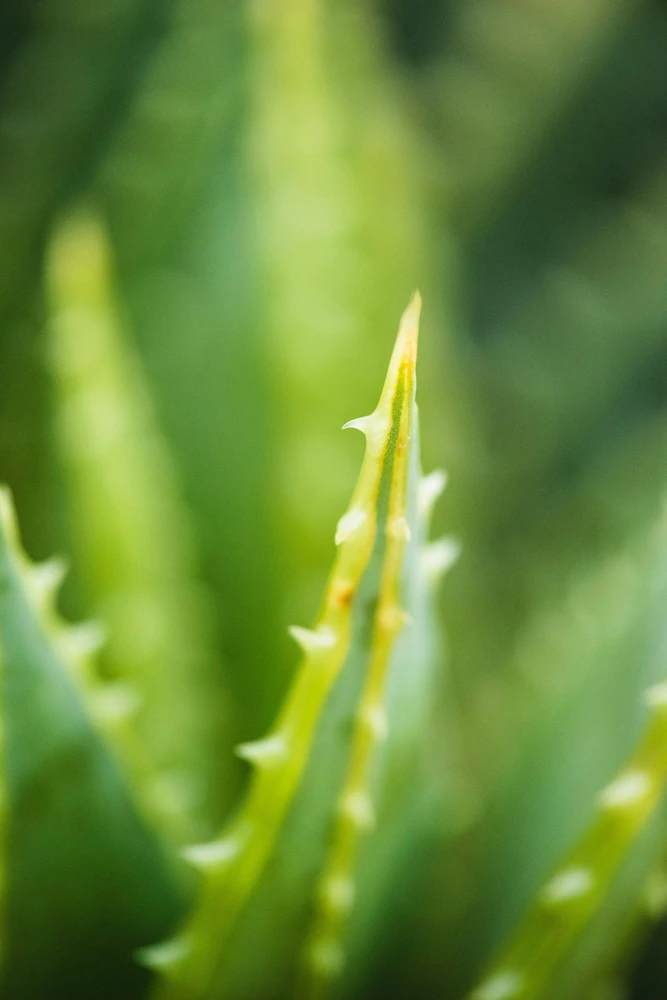 Biay Jelen Baltas Jeleń Baltas JELEŃ Aloes intymios higienos gelio papildymas 2l