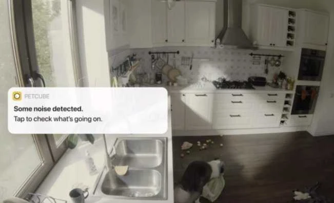 PetCube Cam