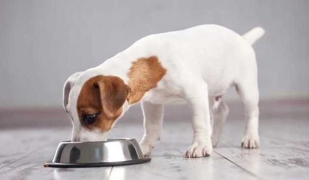 BRIT CARE Dog Senior su ėriena ir ryžiais 12kg