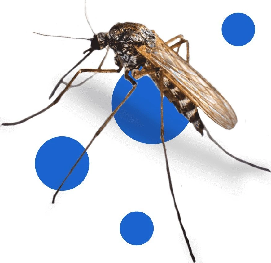 Bros purškalas nuo uodų ir erkių 50% DEET 90ml