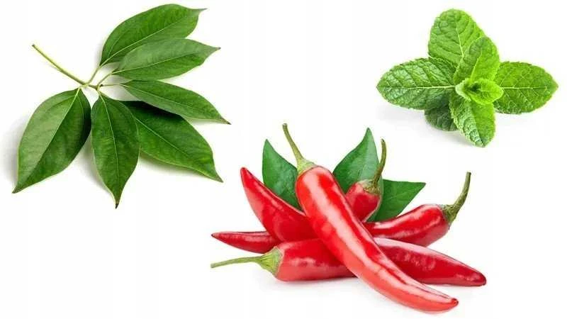 Capsicolle kapsaicino kremas 50g