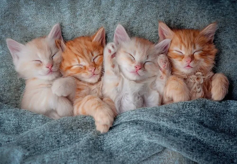 Castorland dėlionė The Sweetest Kittens 1000 det.