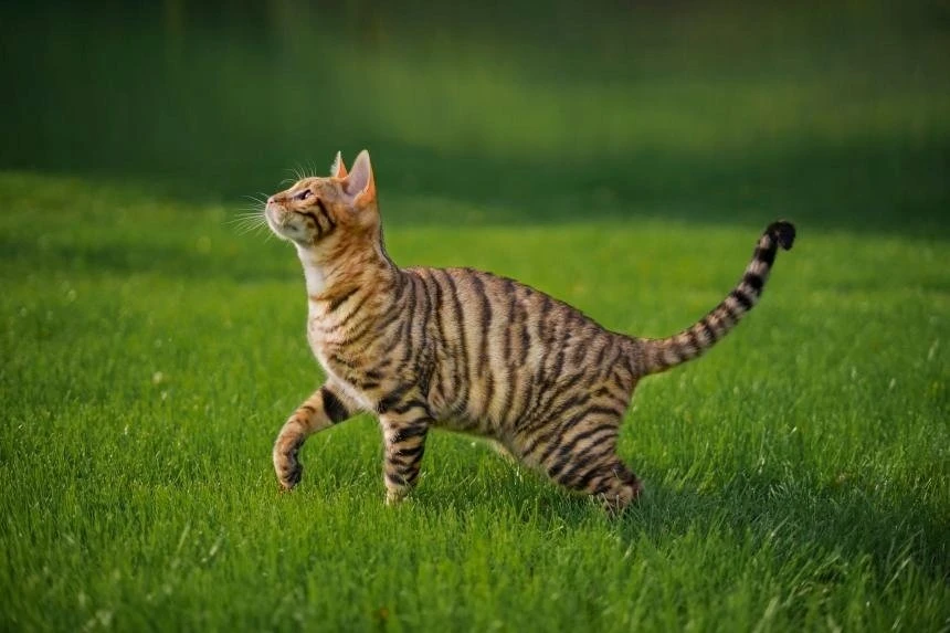 „Catit“ – „Pixi Spinner“ atnaujinimo rinkinys – (787.0184)
