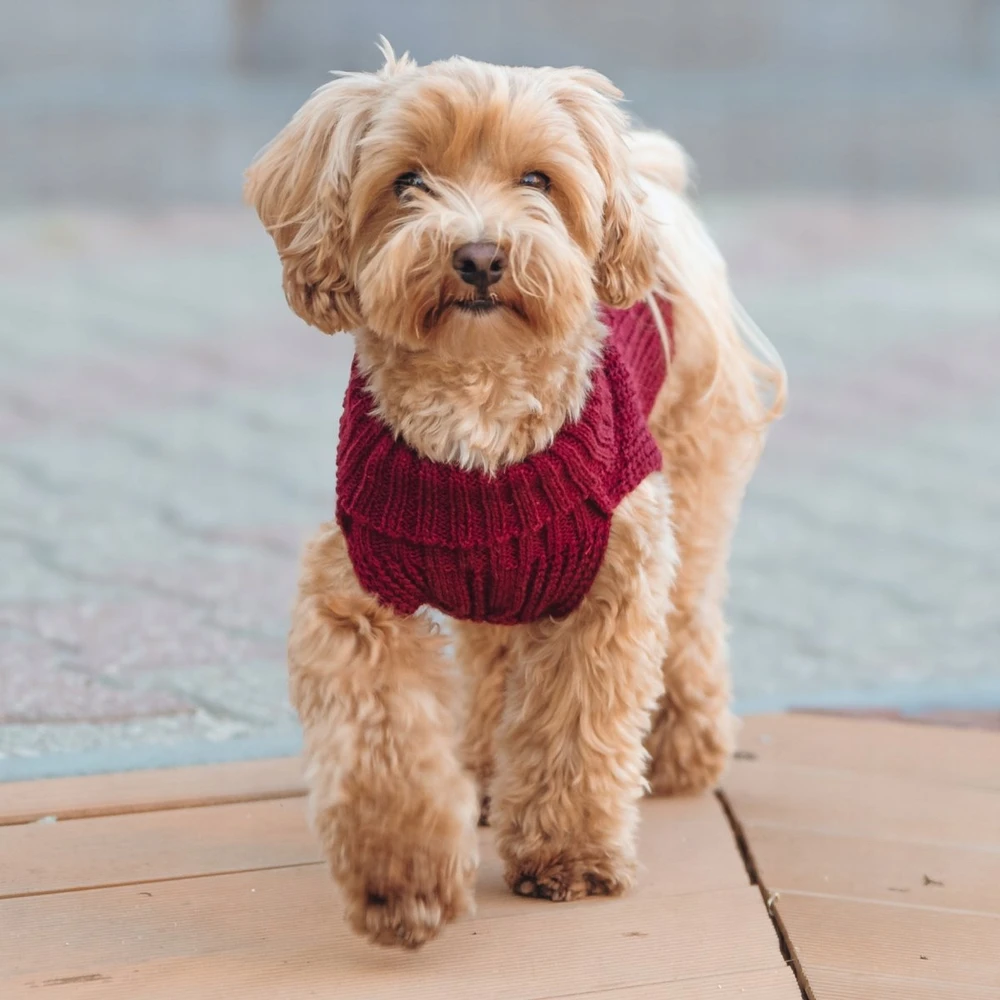 Šuns megztinis tamsiai raudonas