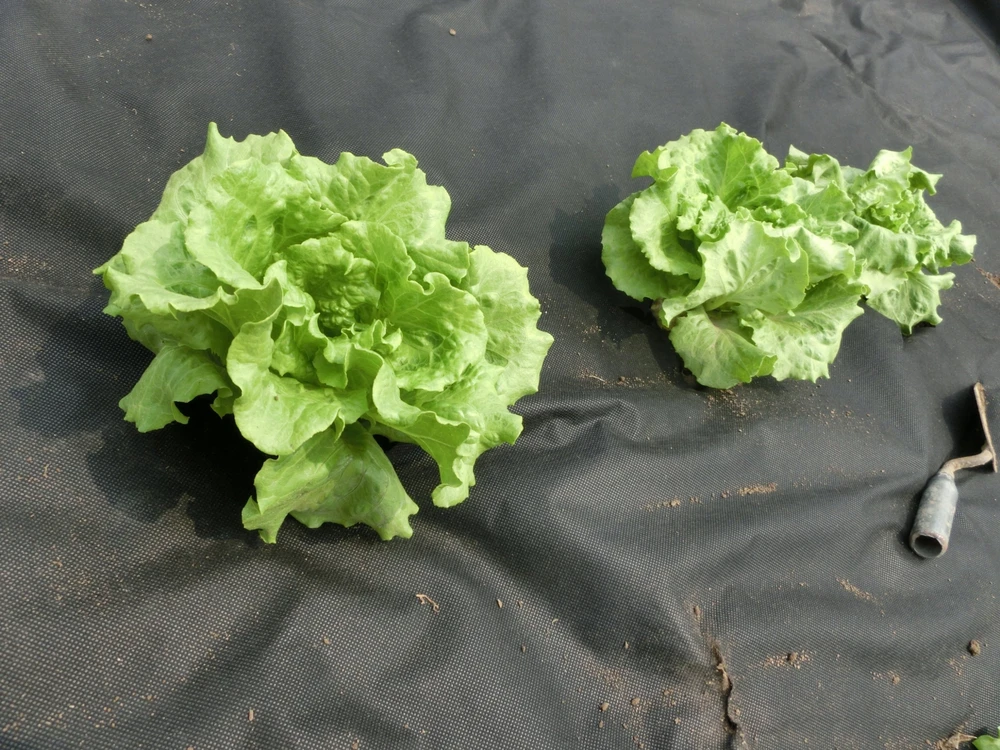 Chomik Agroplėvelė nuo piktžolių 1 x 10 m, juoda, 50 g/m²