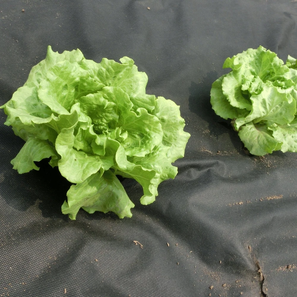 Chomik Agroplėvelė nuo piktžolių 1 x 10 m, juoda, 50 g/m²