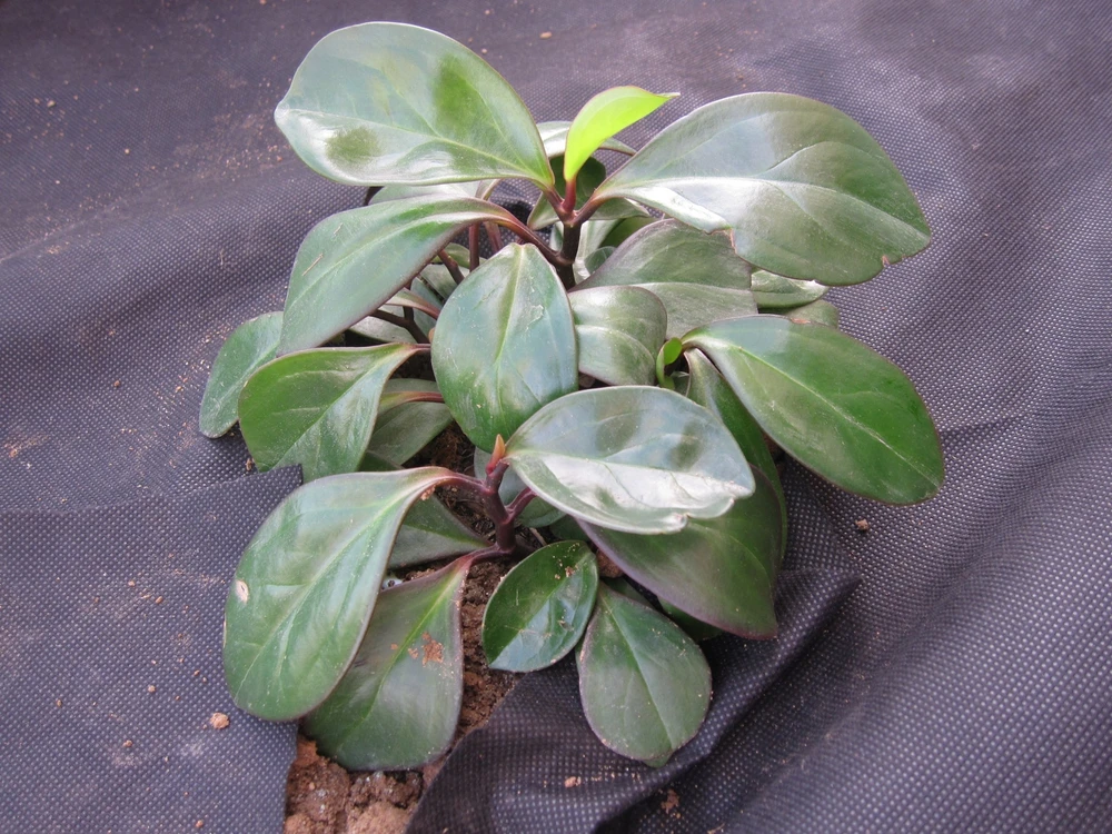 Chomik Agroplėvelė nuo piktžolių 1 x 10 m, juoda, 50 g/m²