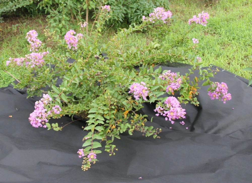 Chomik Agroplėvelė nuo piktžolių 1 x 10 m, juoda, 50 g/m²