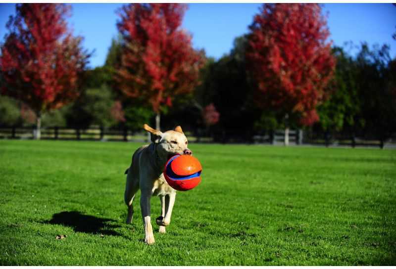 Chuckit! KICK FETCH MAŽAS (251101)