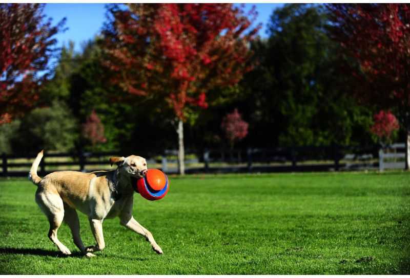 Chuckit! KICK FETCH MAŽAS (251101)