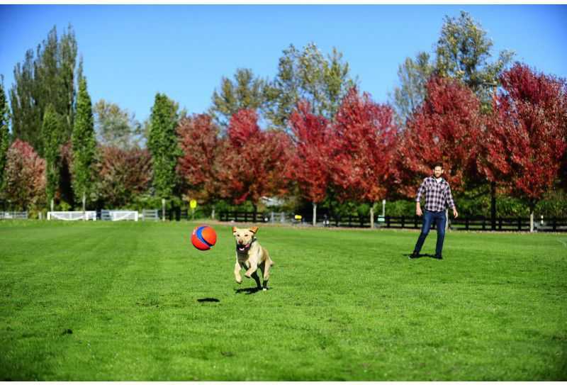 Chuckit! KICK FETCH MAŽAS (251101)