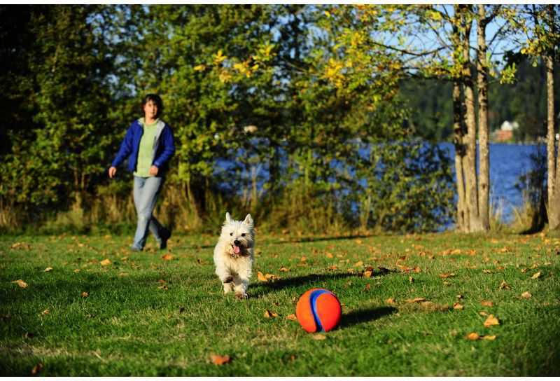 Chuckit! KICK FETCH MAŽAS (251101)