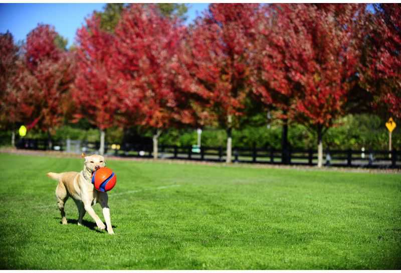 Chuckit! KICK FETCH MAŽAS (251101)