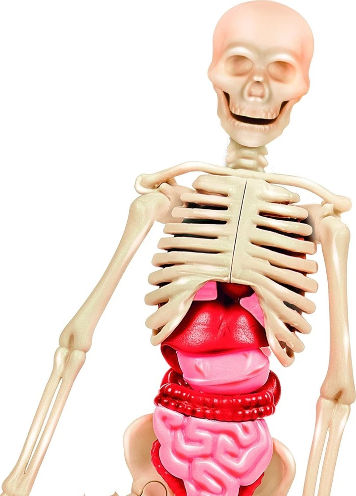 Edukacinis žaislas Clementoni The Human Body Mini-Set 50824