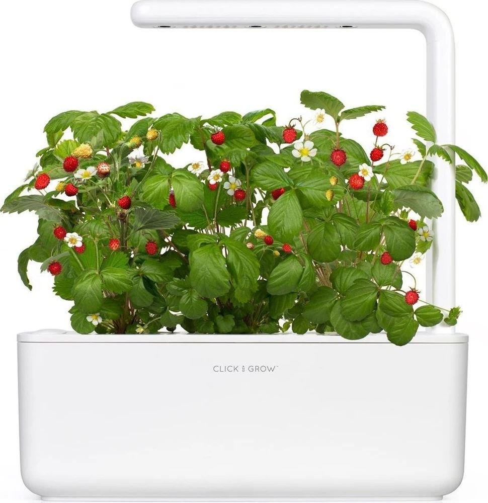 Click And Grow Click&Grow Sėklų kapsulės Smart Soil Braškė 3 pak.