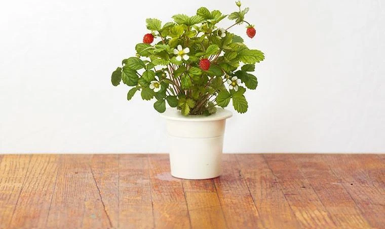 Click And Grow Click&Grow Sėklų kapsulės Smart Soil Braškė 3 pak.