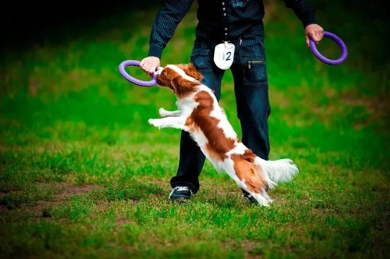 Šuns įrankis Puller Micro Waudog 12.5 cm