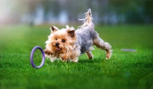 Šuns įrankis Puller Micro Waudog 12.5 cm