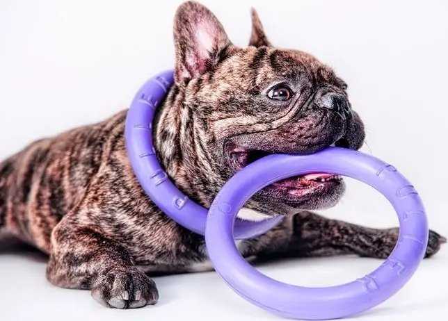 Šuns įrankis Puller Micro Waudog 12.5 cm