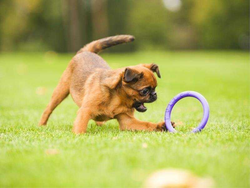 Šuns įrankis Puller Micro Waudog 12.5 cm
