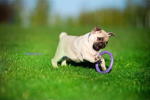 Šuns įrankis Puller Micro Waudog 12.5 cm