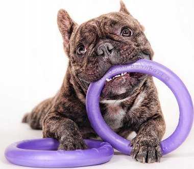 Šuns įrankis Puller Micro Waudog 12.5 cm