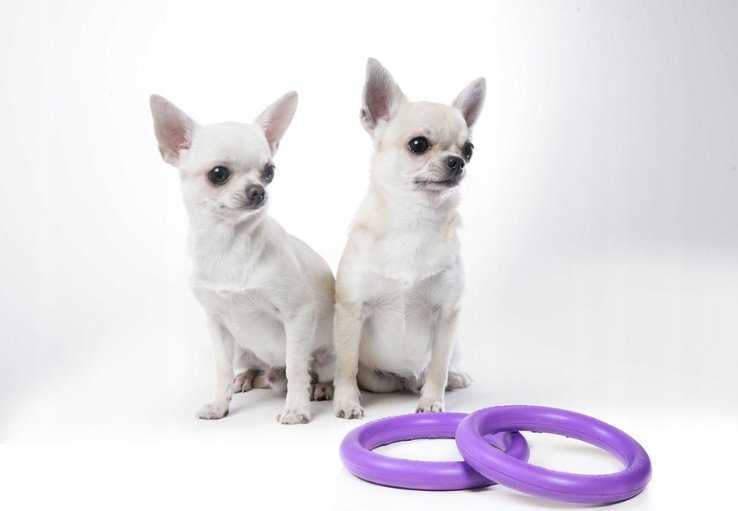 Šuns įrankis Puller Micro Waudog 12.5 cm