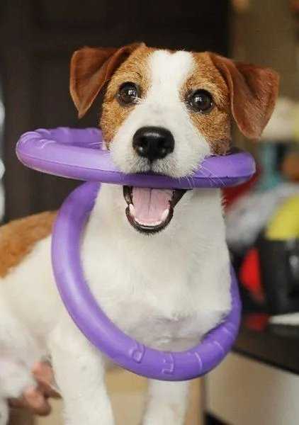 Šuns įrankis Puller Micro Waudog 12.5 cm