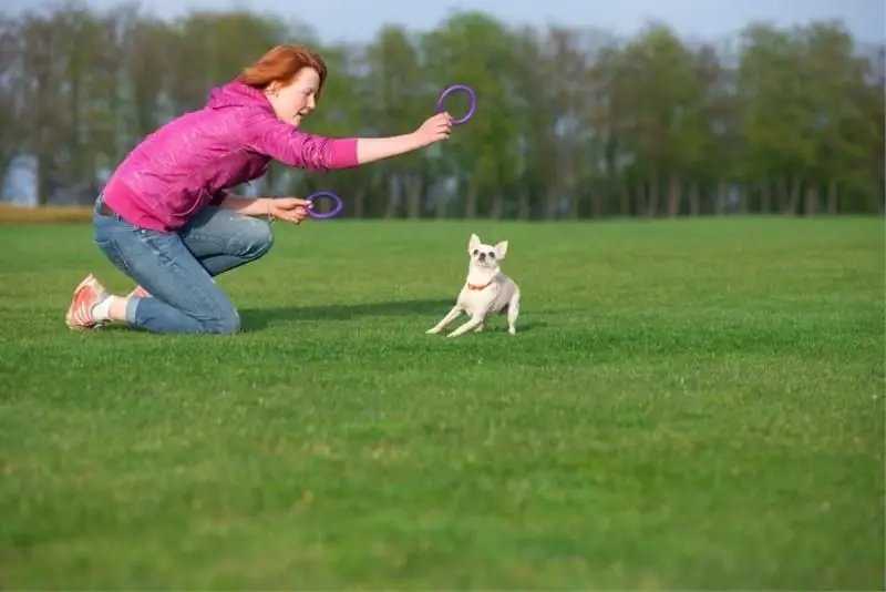 Šuns įrankis Puller Micro Waudog 12.5 cm