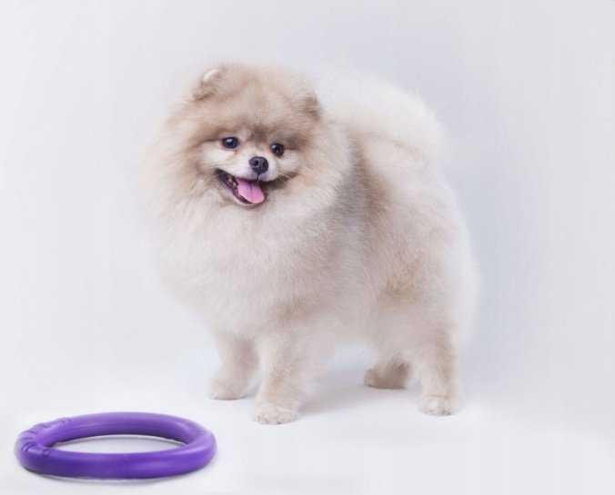 Šuns įrankis Puller Micro Waudog 12.5 cm