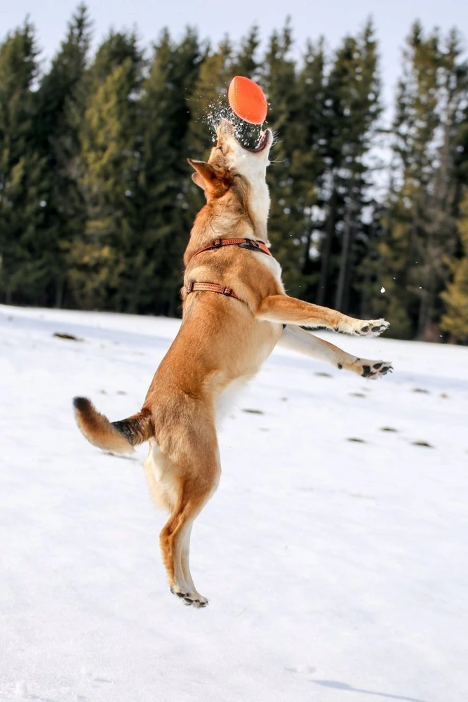 Collar Antkaklis APYKLA PITCHDOG SPORTINIS KUMULYS 9cm ROŽAS
