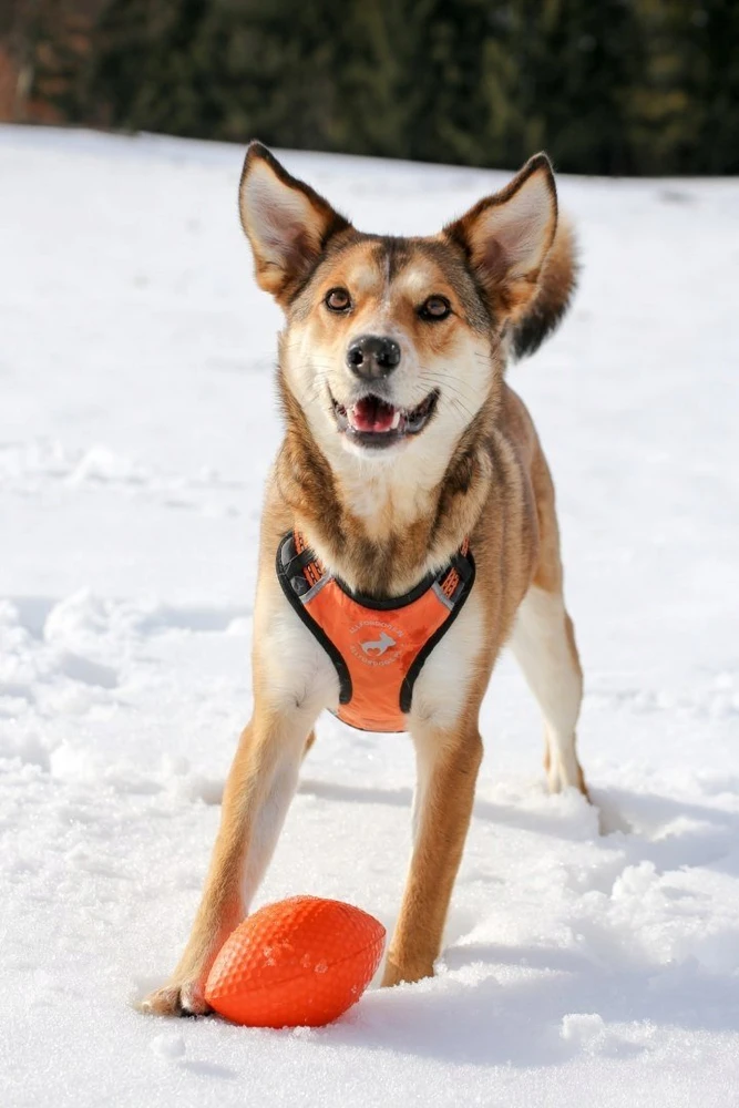 Collar Antkaklis APYKLA PITCHDOG SPORTINIS KUMULYS 9cm ROŽAS
