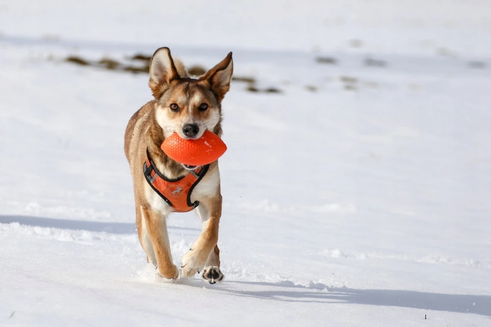 Collar Antkaklis APYKLA PITCHDOG SPORTINIS KUMULYS 9cm ROŽAS