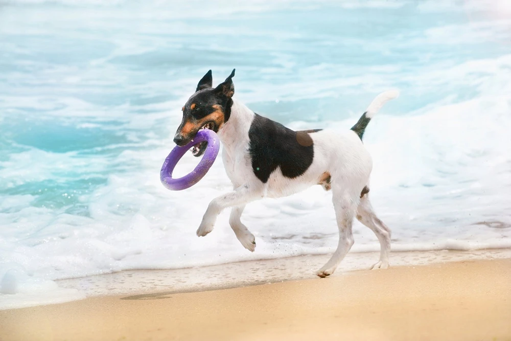 Šuns įrankis Puller Midi Waudog 19.5 cm