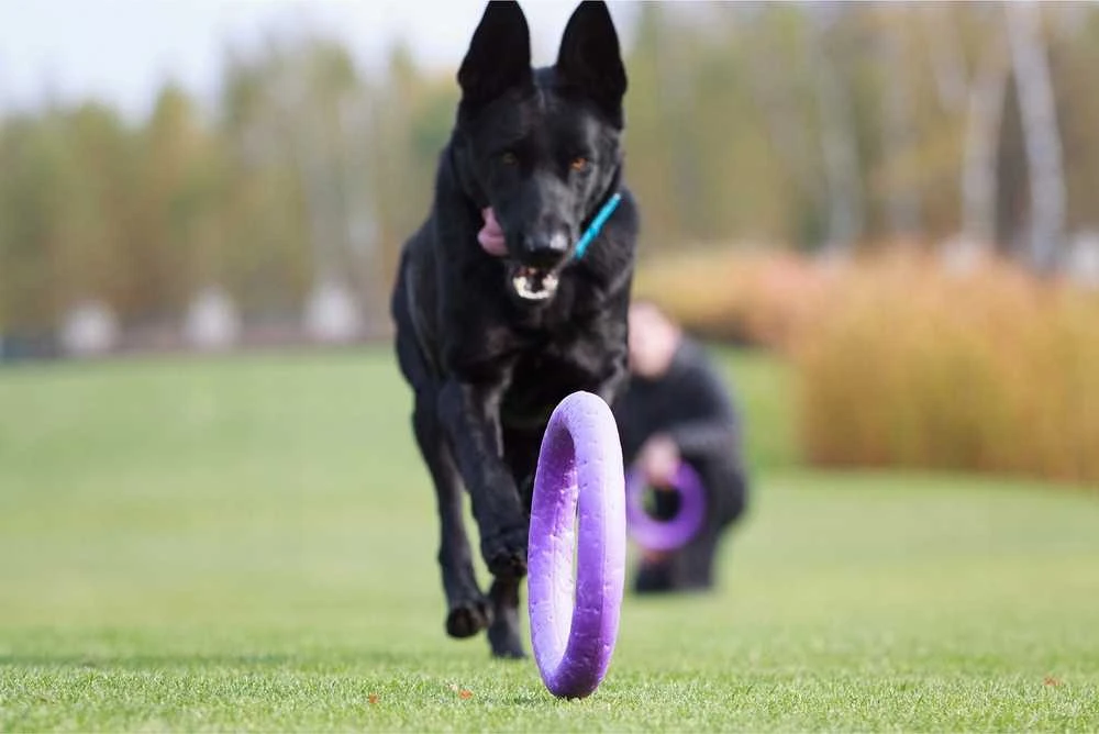 Šuns įrankis Puller Midi Waudog 19.5 cm