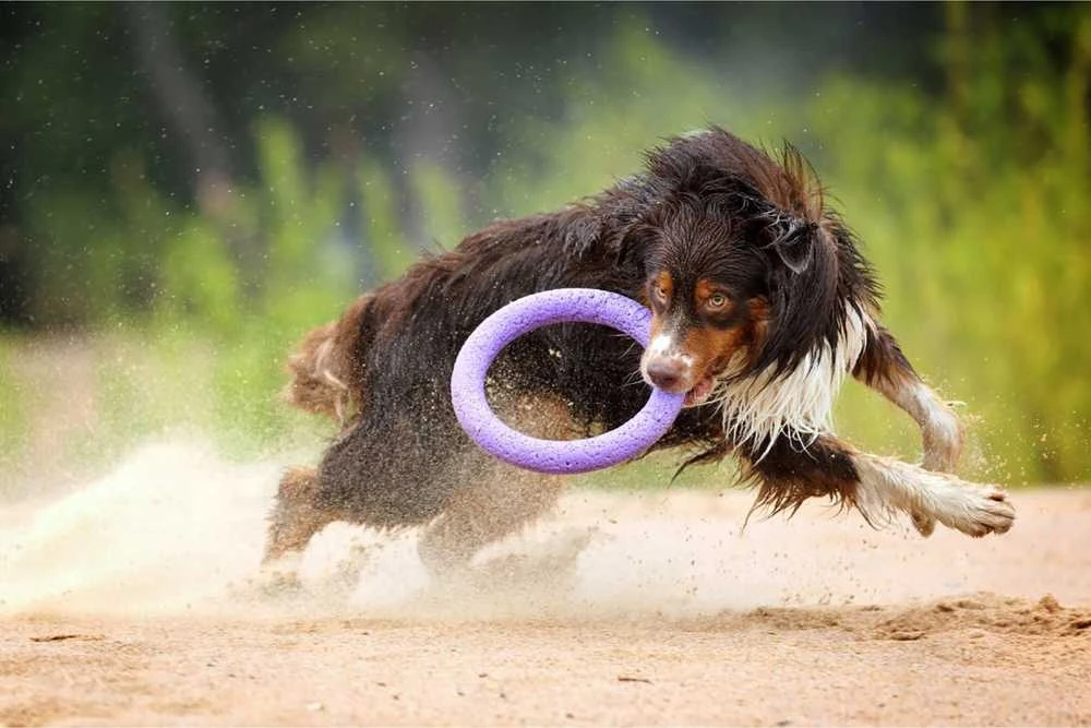 Šuns įrankis Puller Midi Waudog 19.5 cm