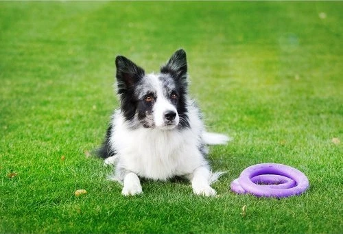 Šuns įrankis Puller Midi Waudog 19.5 cm