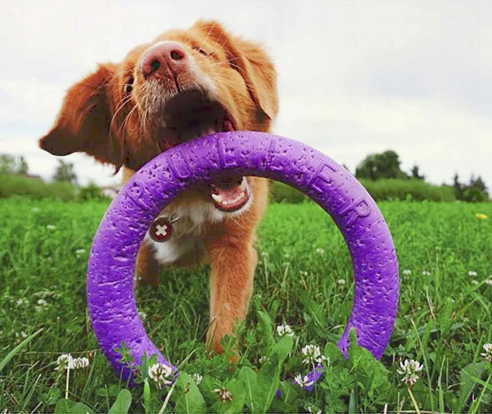 Šuns įrankis Puller Midi Waudog 19.5 cm