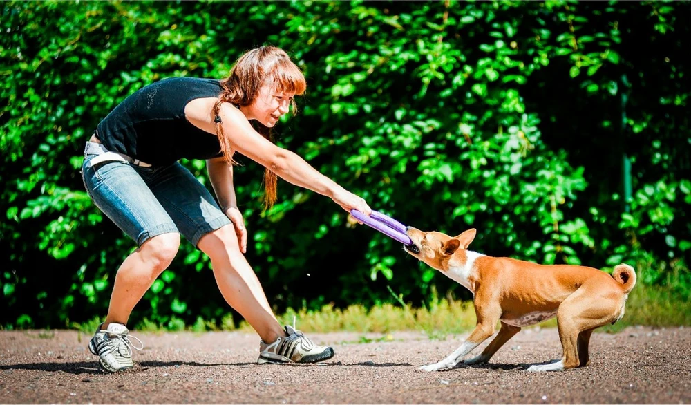 Šuns įrankis Puller Midi Waudog 19.5 cm