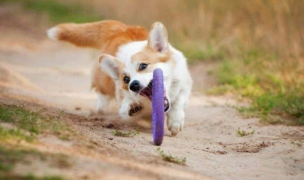 Šuns įrankis Puller Midi Waudog 19.5 cm