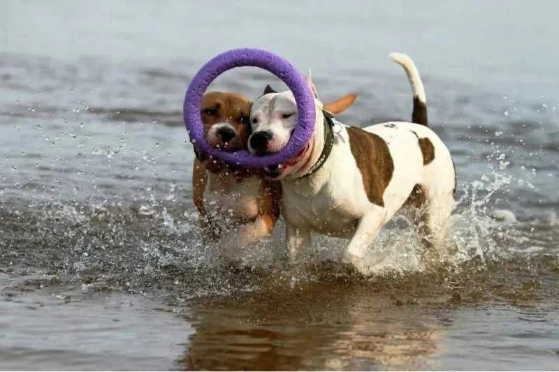 Šuns įrankis Puller Mini Waudog 18 cm