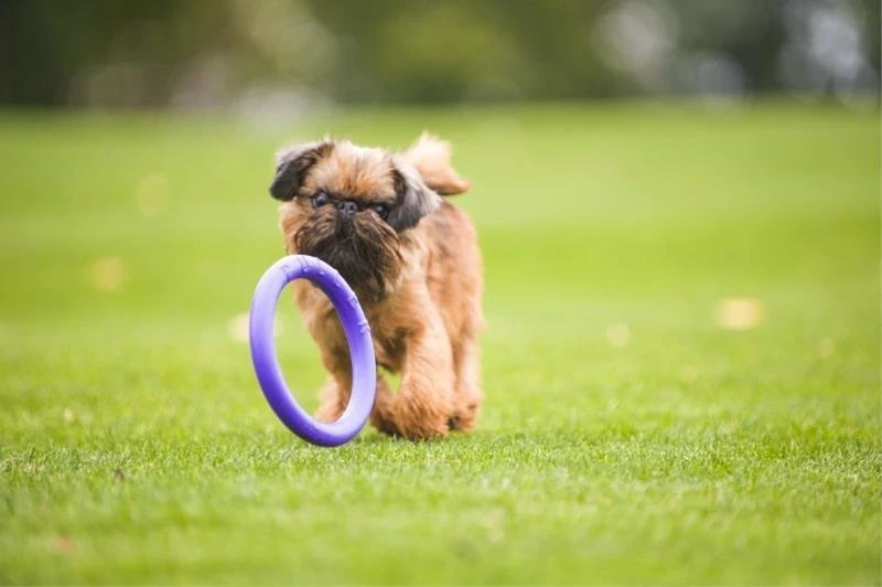Šuns įrankis Puller Mini Waudog 18 cm