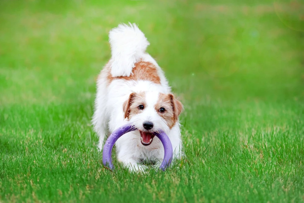 Šuns įrankis Puller Mini Waudog 18 cm