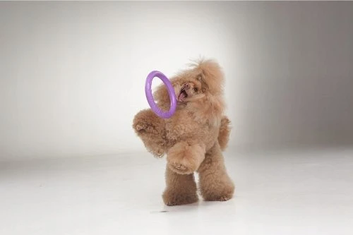 Šuns įrankis Puller Mini Waudog 18 cm