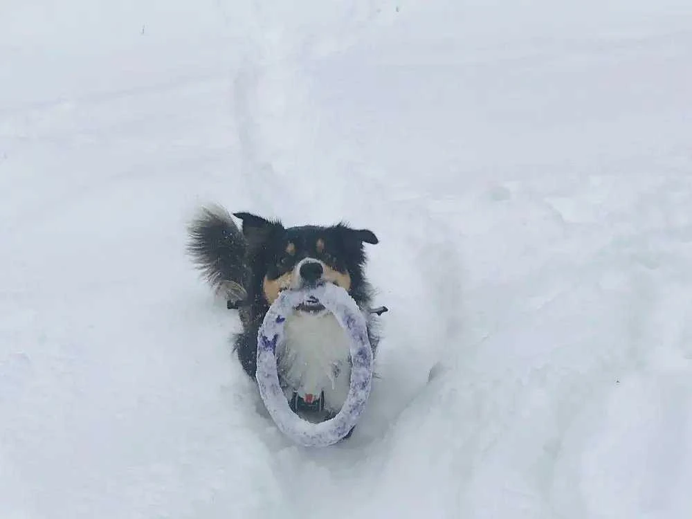 Šuns įrankis Puller Mini Waudog 18 cm